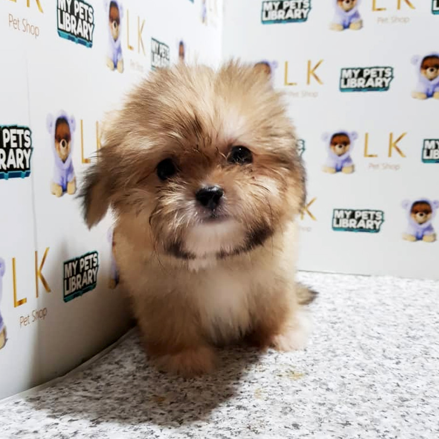 Shih Tzu Puppy (Female) For Sale