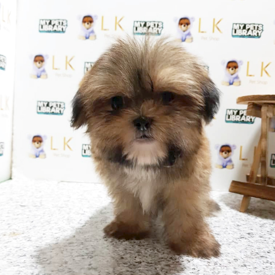Shih Tzu Puppy (Male) For Sale