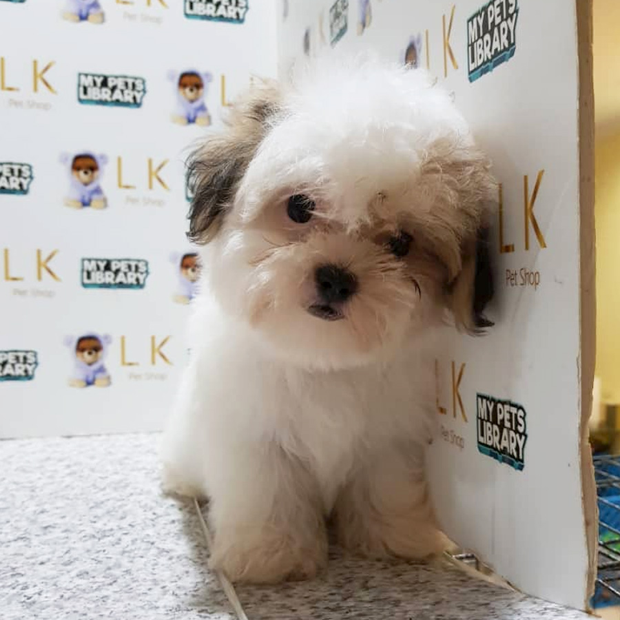 Shih Tzu Puppy (Female) For Sale
