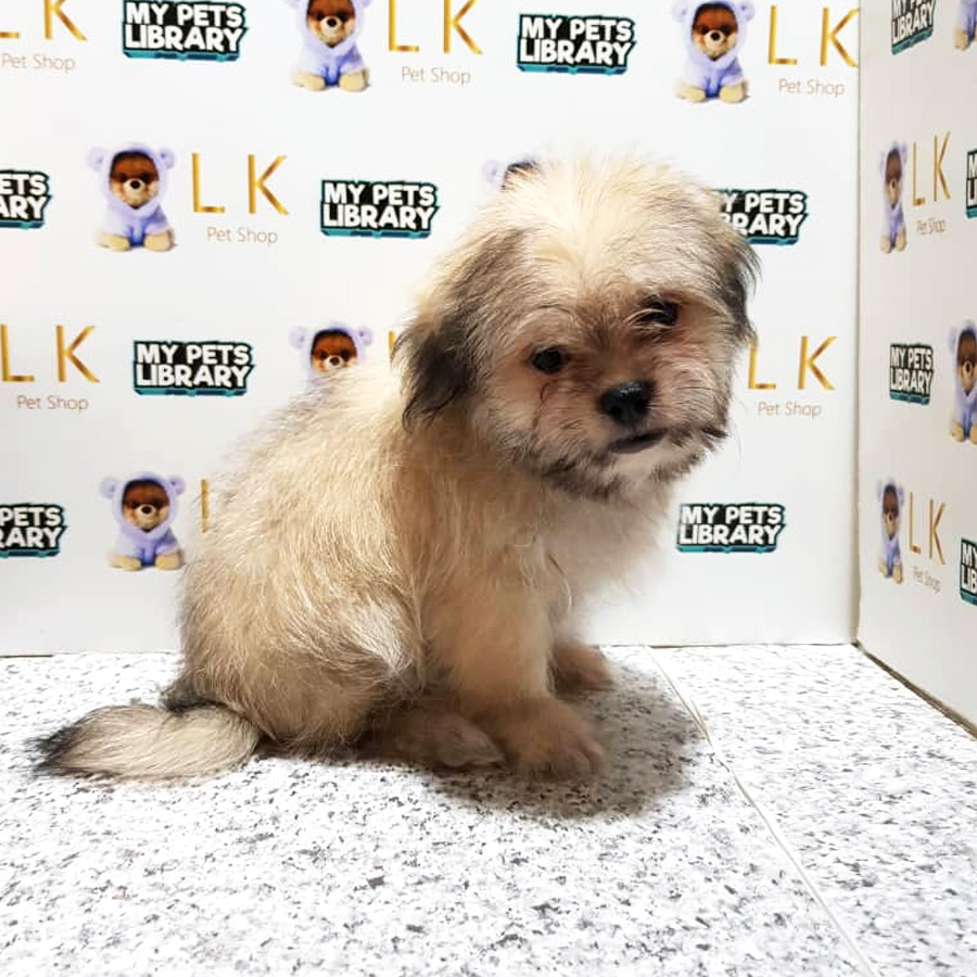 Shih Tzu Puppy (Male) For Sale