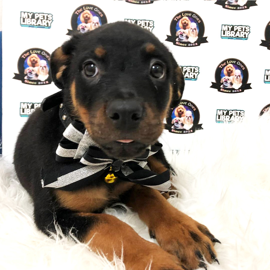 MKA Rottweiler Puppy For Sale