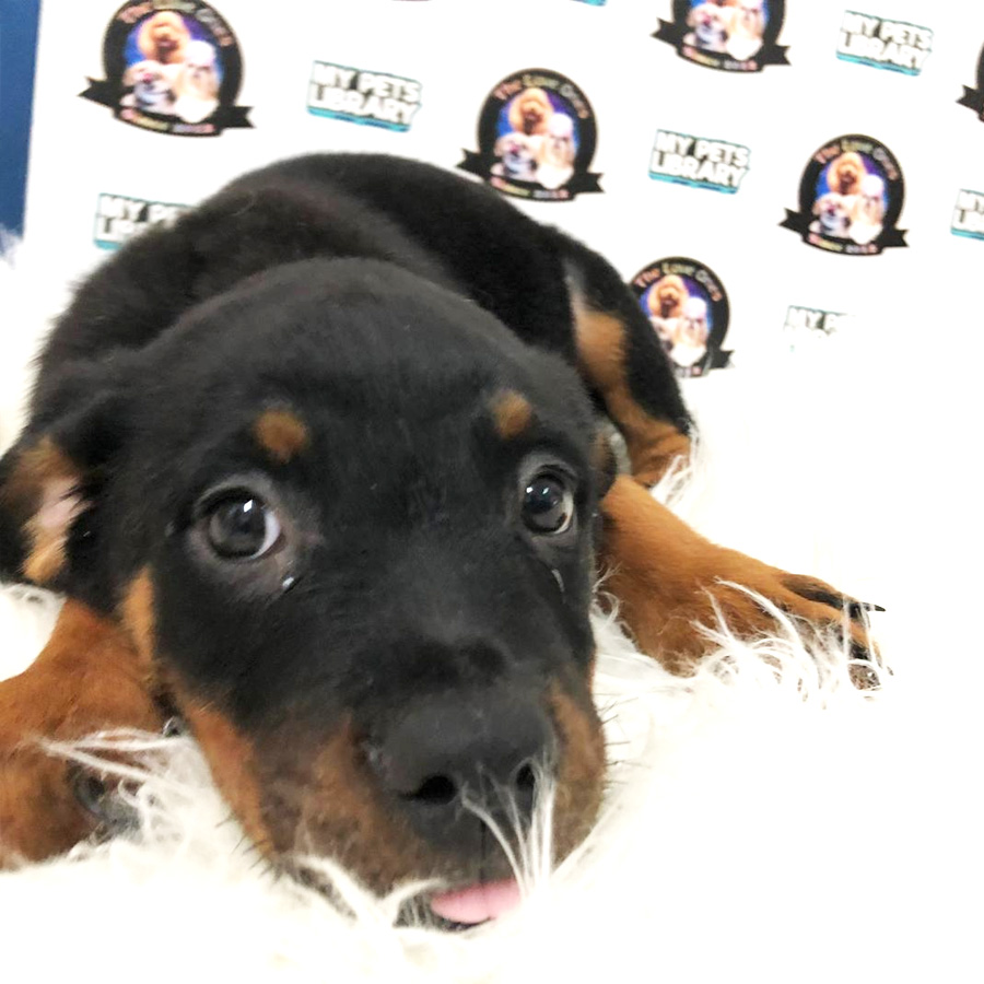 MKA Rottweiler Puppy For Sale