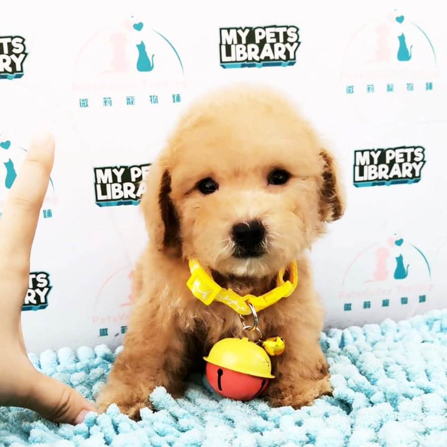 Toy Poodle Puppy For Sale (Male)