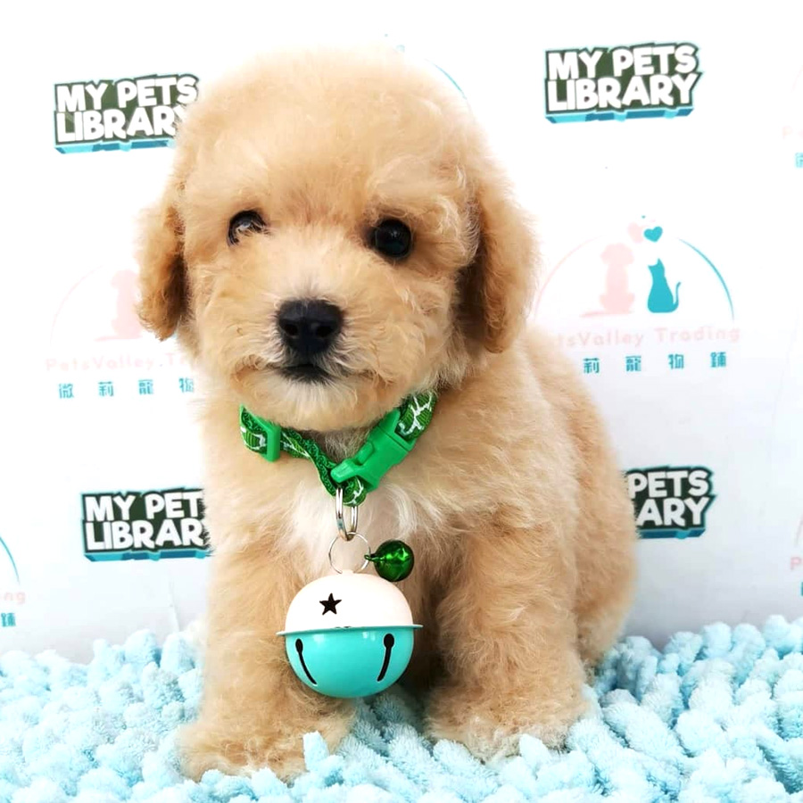 Toy Poodle Puppy For Sale (Male)