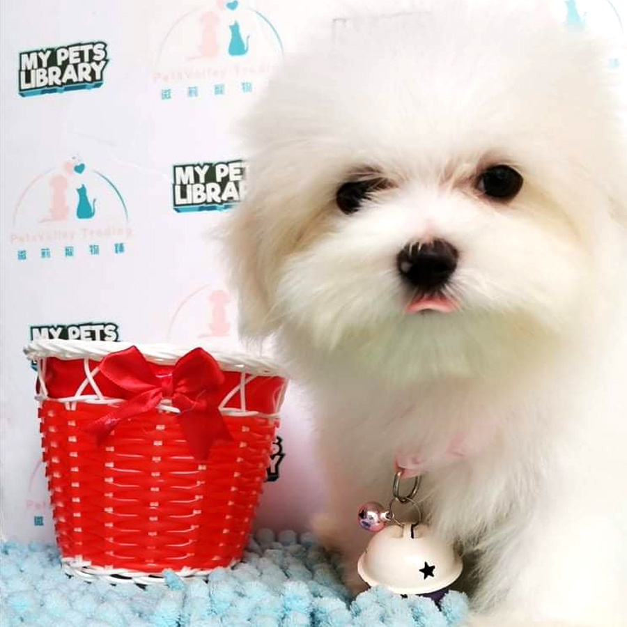 Shih Tzu Puppy (Male) For Sale