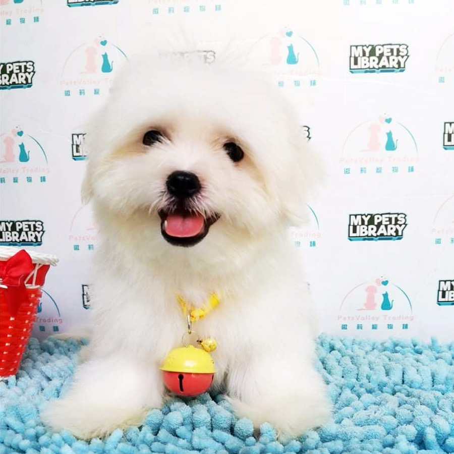 Maltese Puppy For Sale (Male)