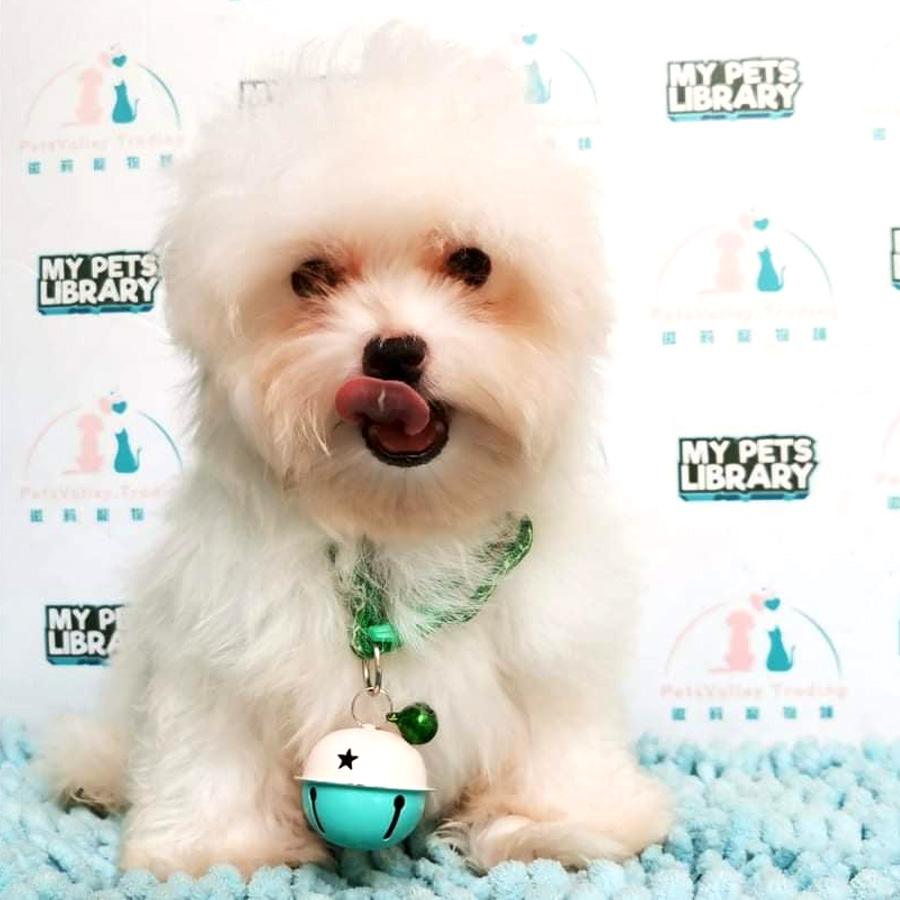 Maltese Puppy For Sale (Female)
