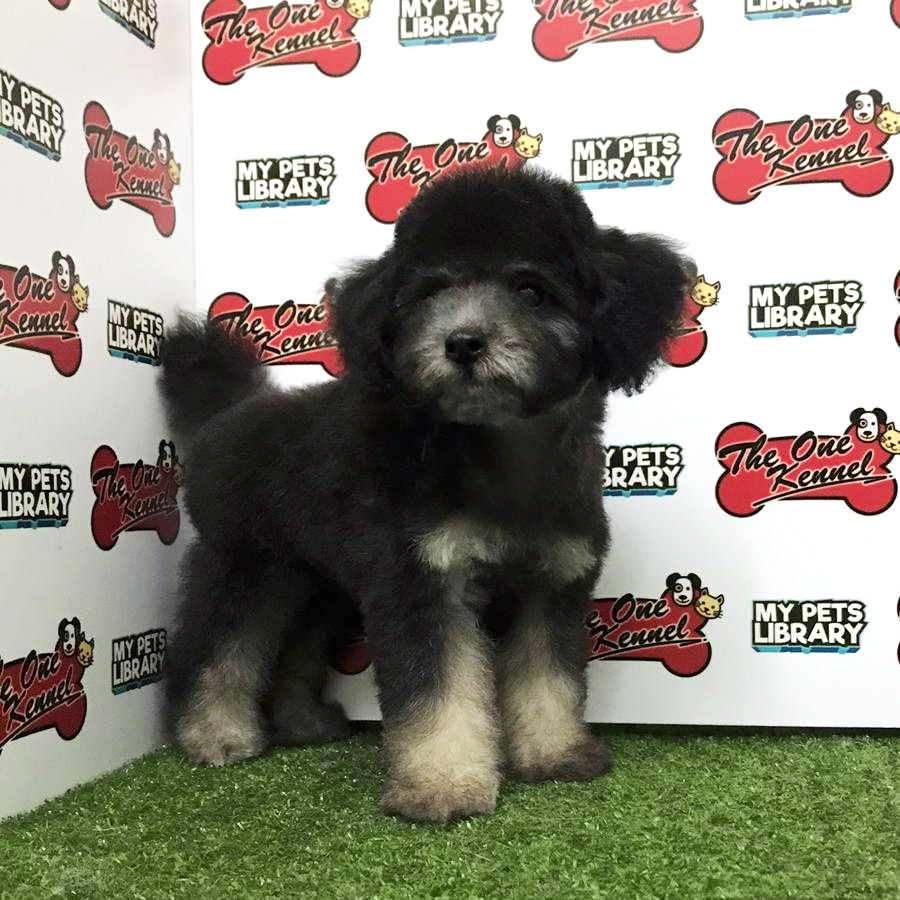 Toy Poodle Puppy For Sale (Male)