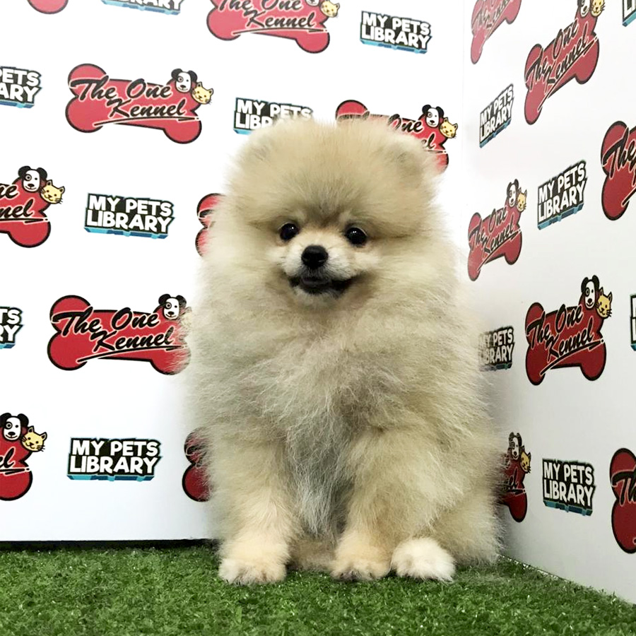 Pomeranian Puppy For Sale (Female)