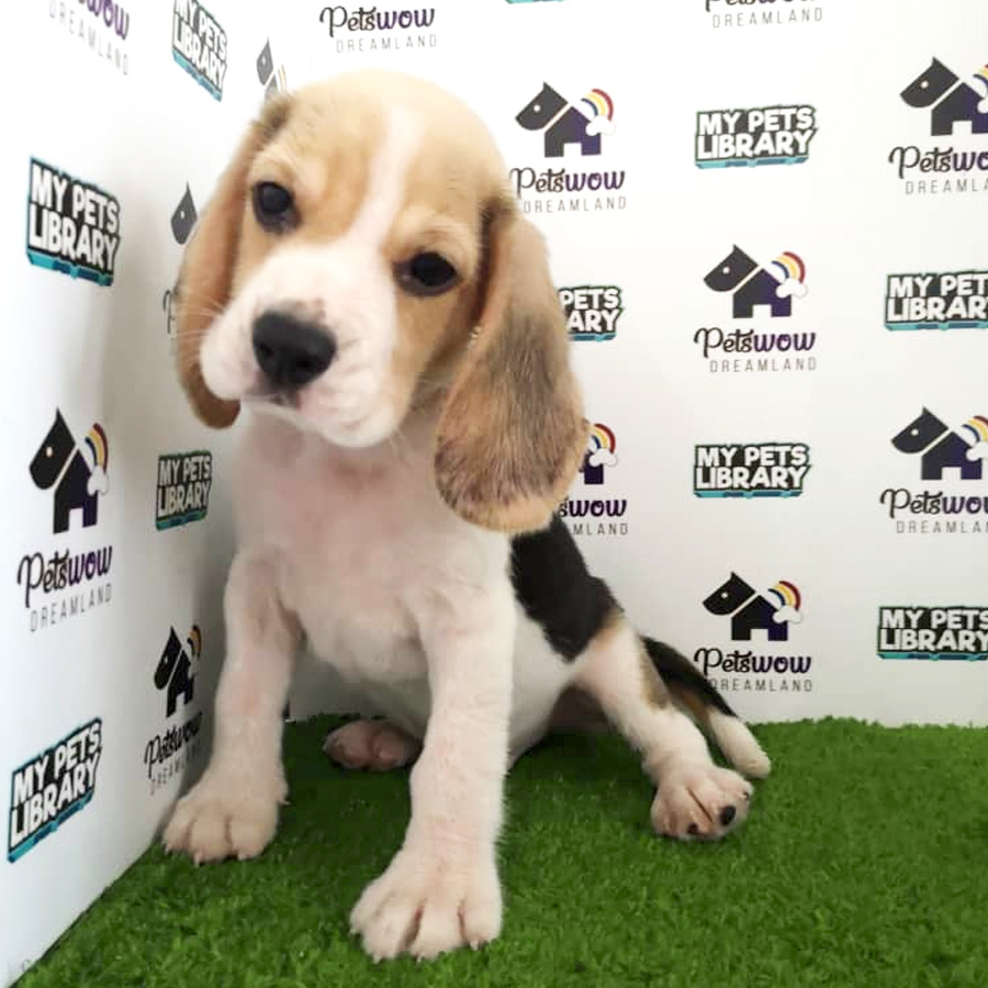 Beagle Puppy For Sale (Male)