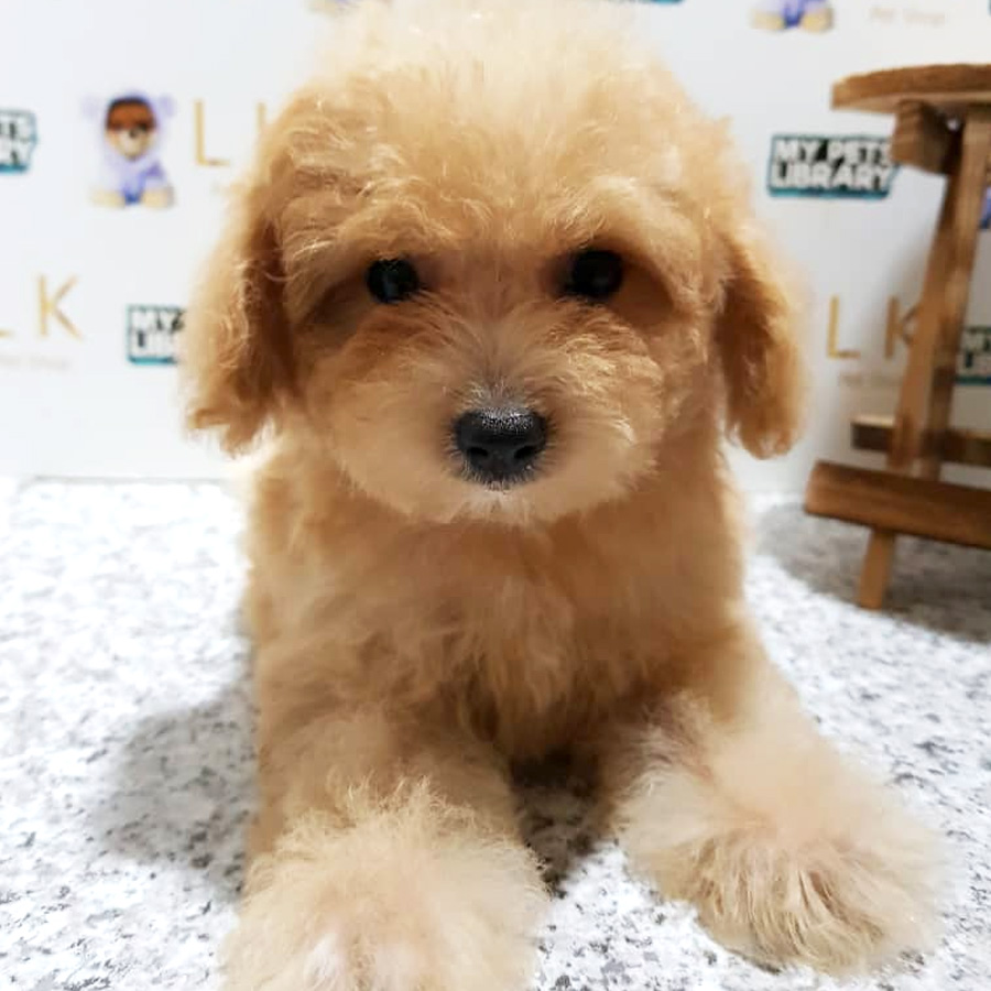 Toy Poodle Puppy For Sale (Female)