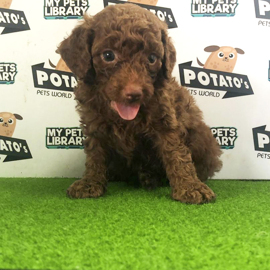 Toy Poodle Puppy For Sale (Male)
