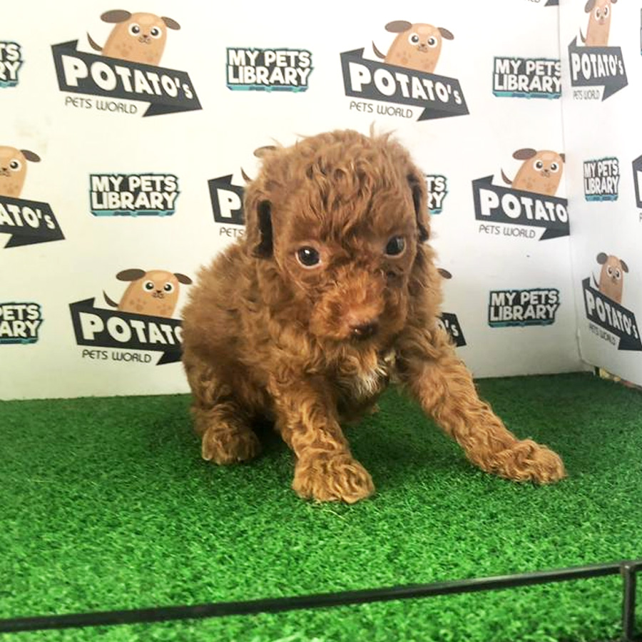 Toy Poodle Puppy For Sale (Female)