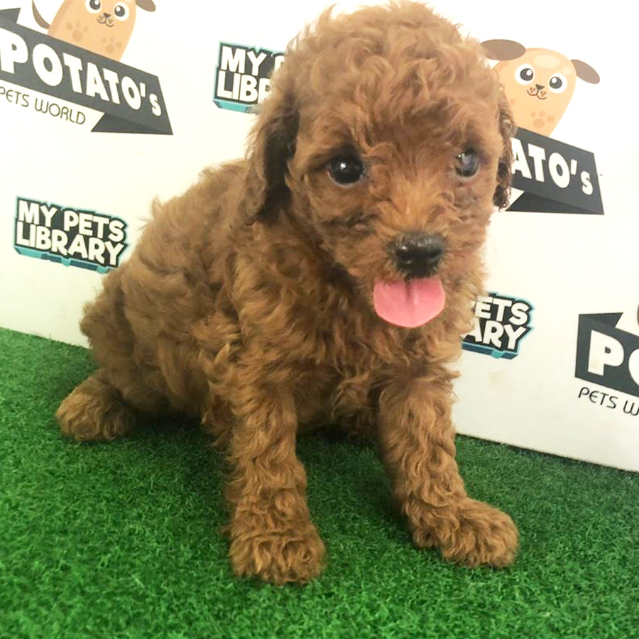 Toy Poodle Puppy For Sale (Female)