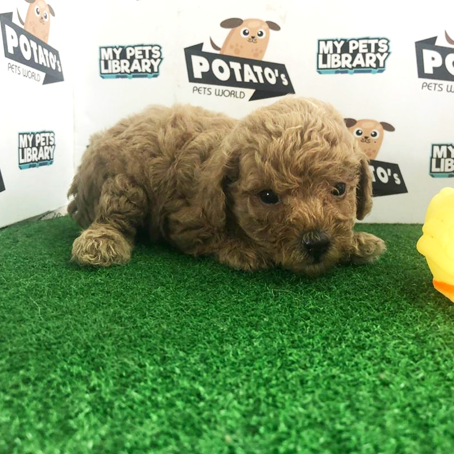 Toy Poodle Puppy For Sale (Female)