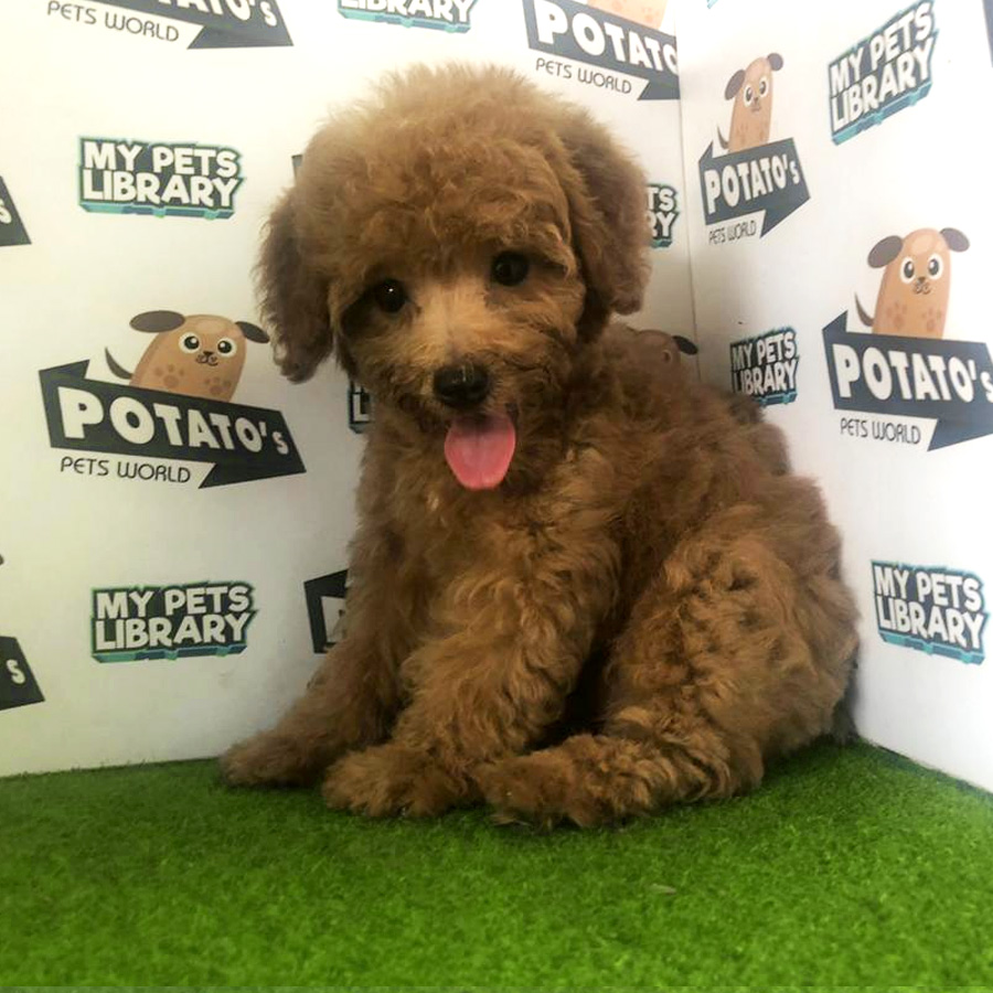 Toy Poodle Puppy For Sale (Male)