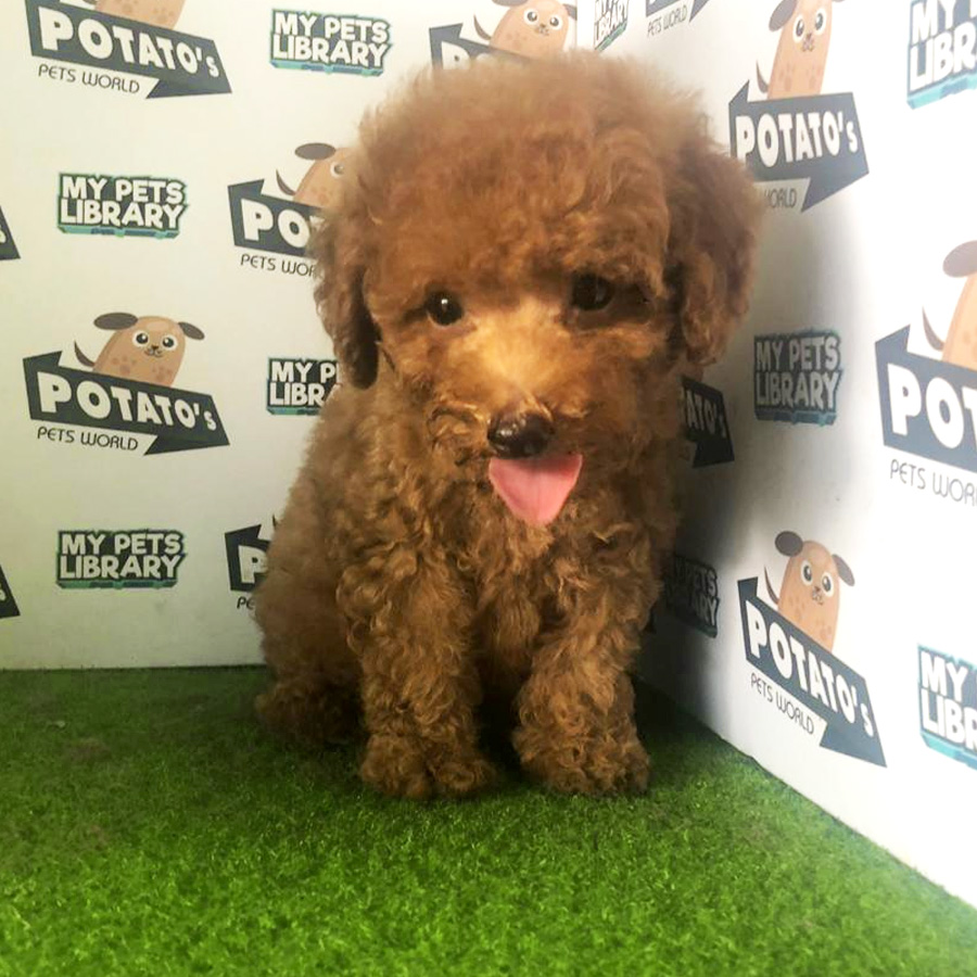 Toy Poodle Puppy For Sale (Male)