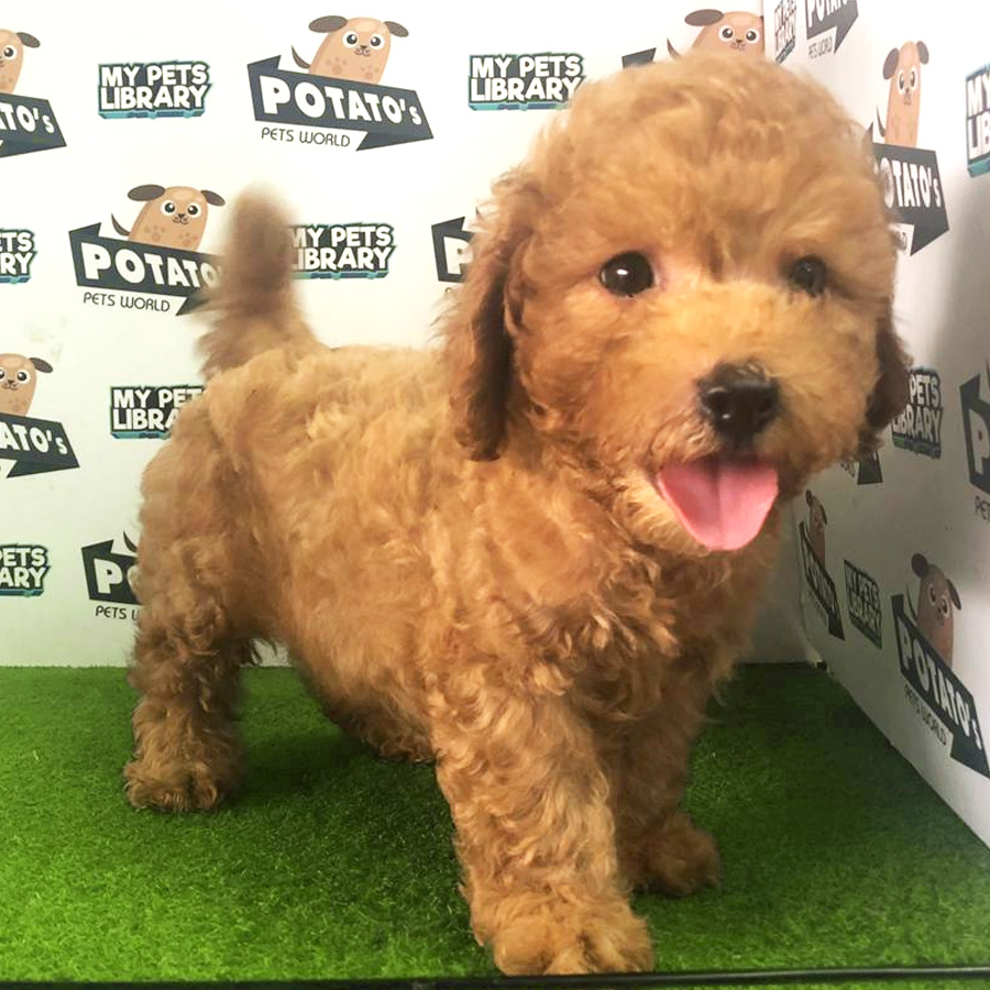 Toy Poodle Puppy For Sale (Male)