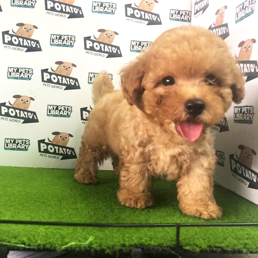 Toy Poodle Puppy For Sale (Male)