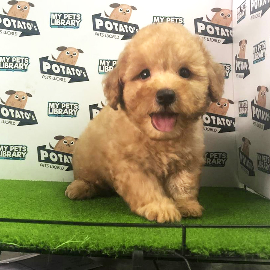 Toy Poodle Puppy For Sale (Male)
