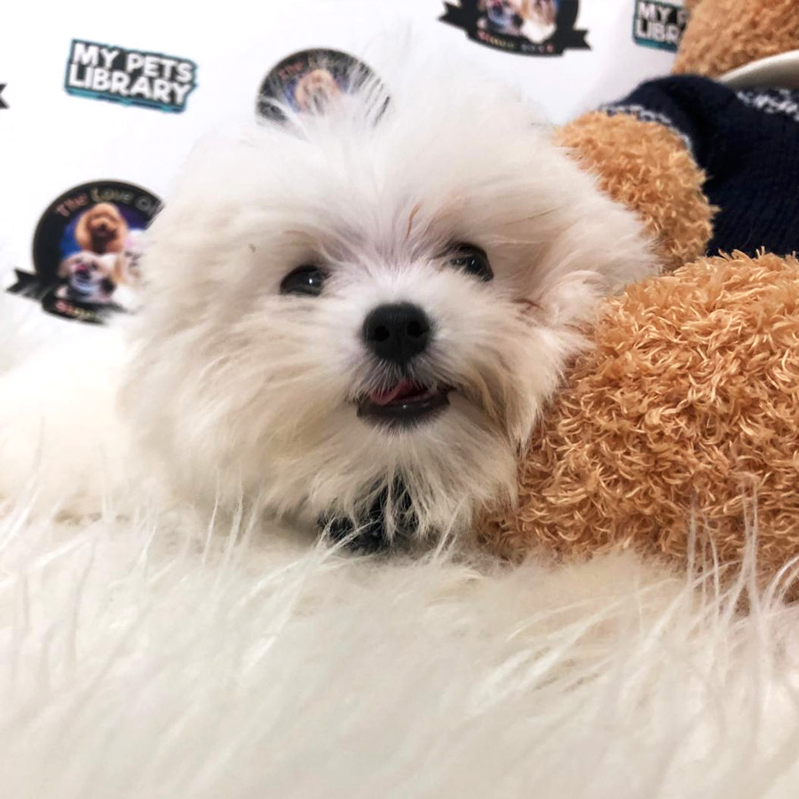 Maltese Puppy For Sale (Male)