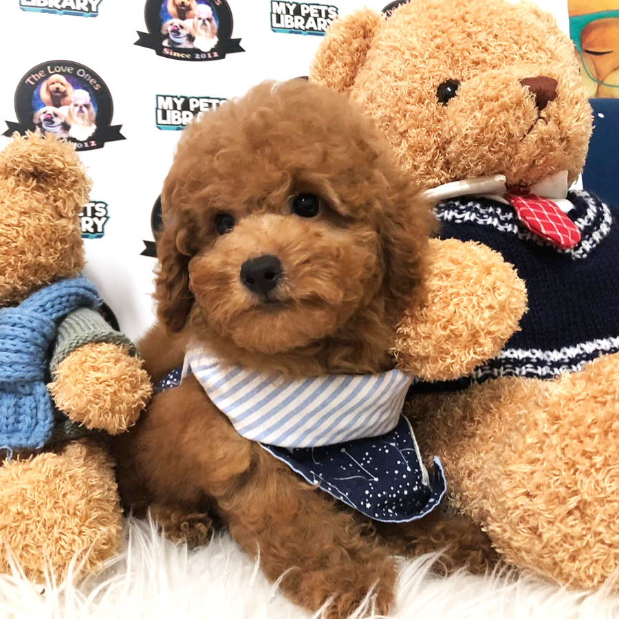 Toy Poodle Puppy For Sale (Male)