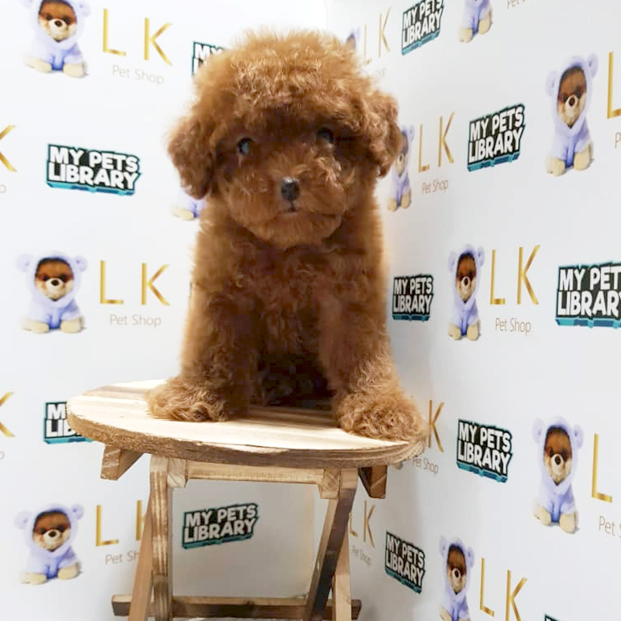Toy Poodle Puppy For Sale (Female)