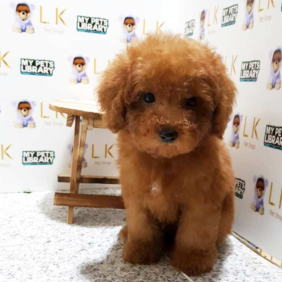 Toy Poodle Puppy For Sale (Male)