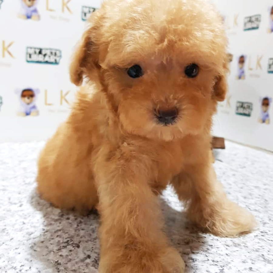 Toy Poodle Puppy For Sale (Male)