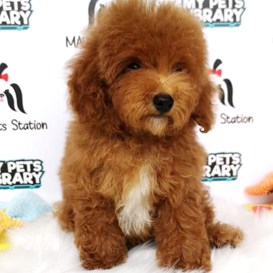 Toy Poodle Puppy For Sale (Female)