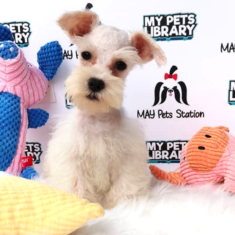 BEST PRICE: White Miniature Schnauzer Puppy For Sale (Female)