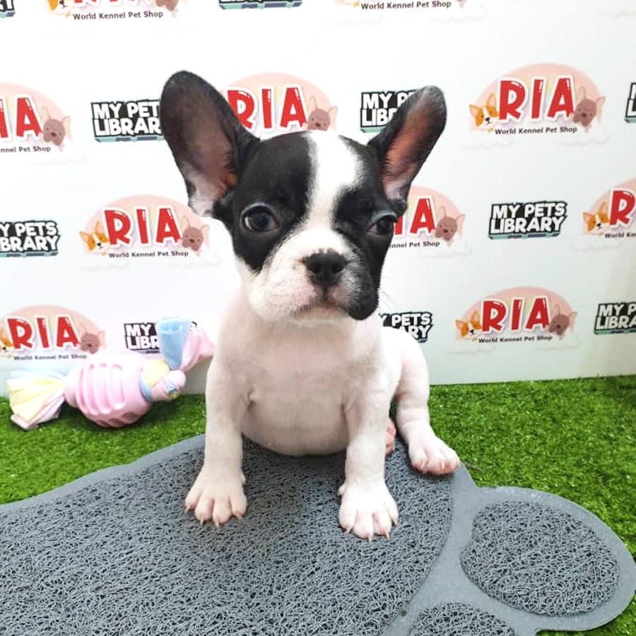 MKA French Bulldog Puppy For Sale