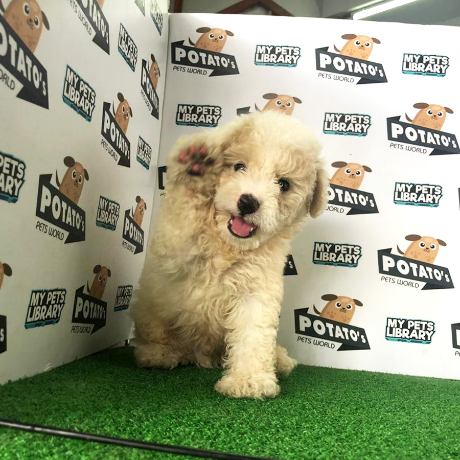 Cream Toy Poodle Puppy For Sale