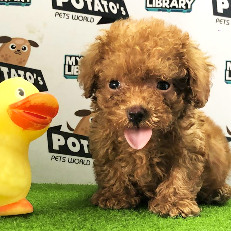 Super Tiny Poodle Puppy For Sale