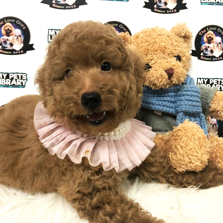 Toy Poodle Puppy For Sale (Female)