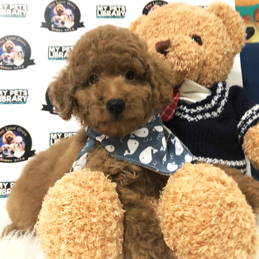 Toy Poodle Puppy For Sale (Male)