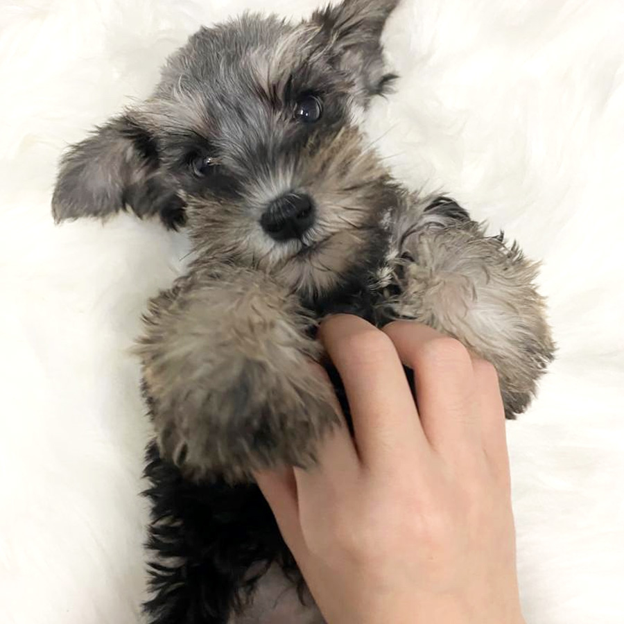 Miniature Schnauzer Puppy For Sale (Female)