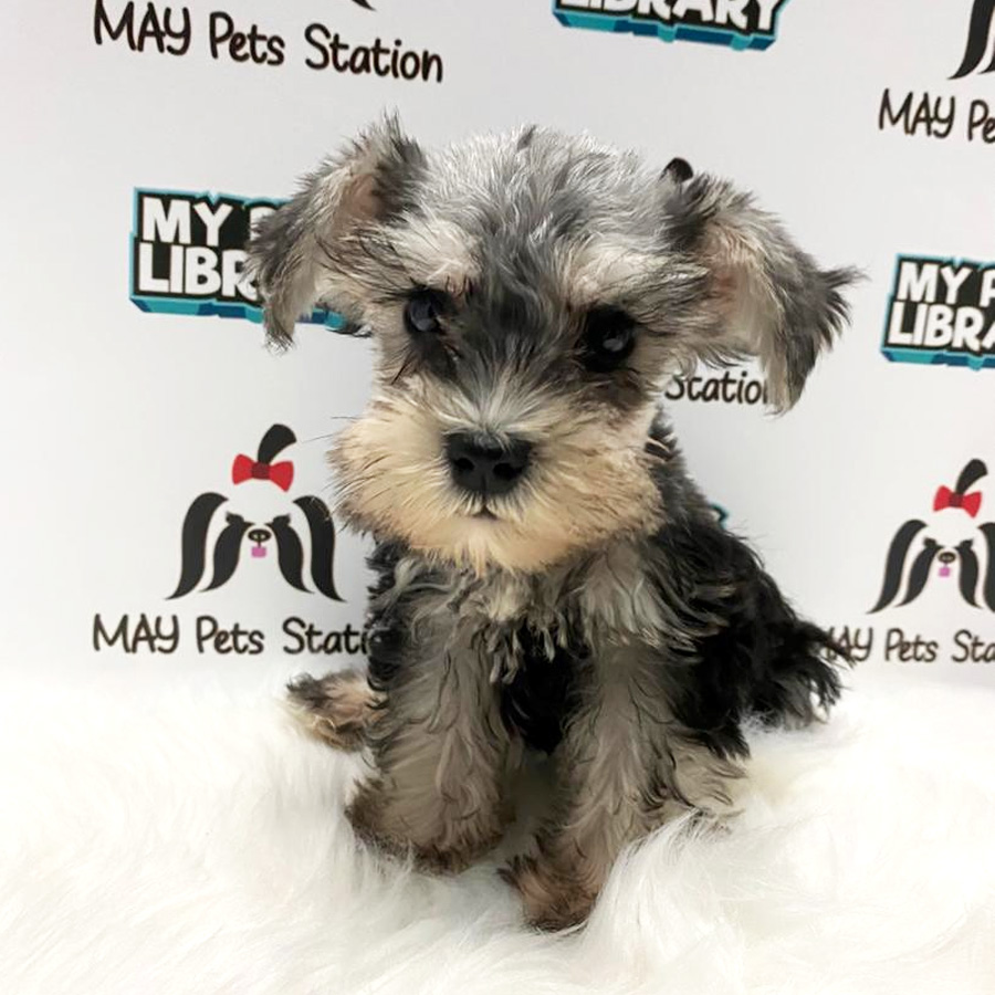 Miniature Schnauzer Puppy For Sale (Female)
