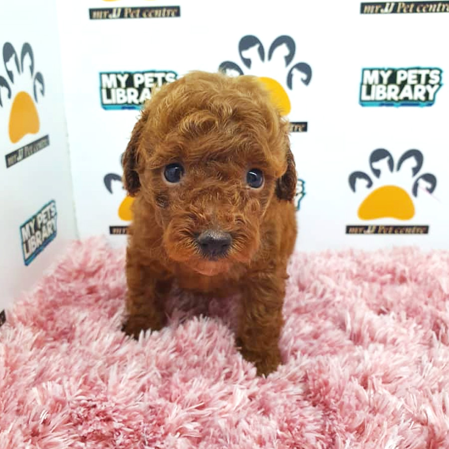 Toy Poodle Puppy For Sale (Female)