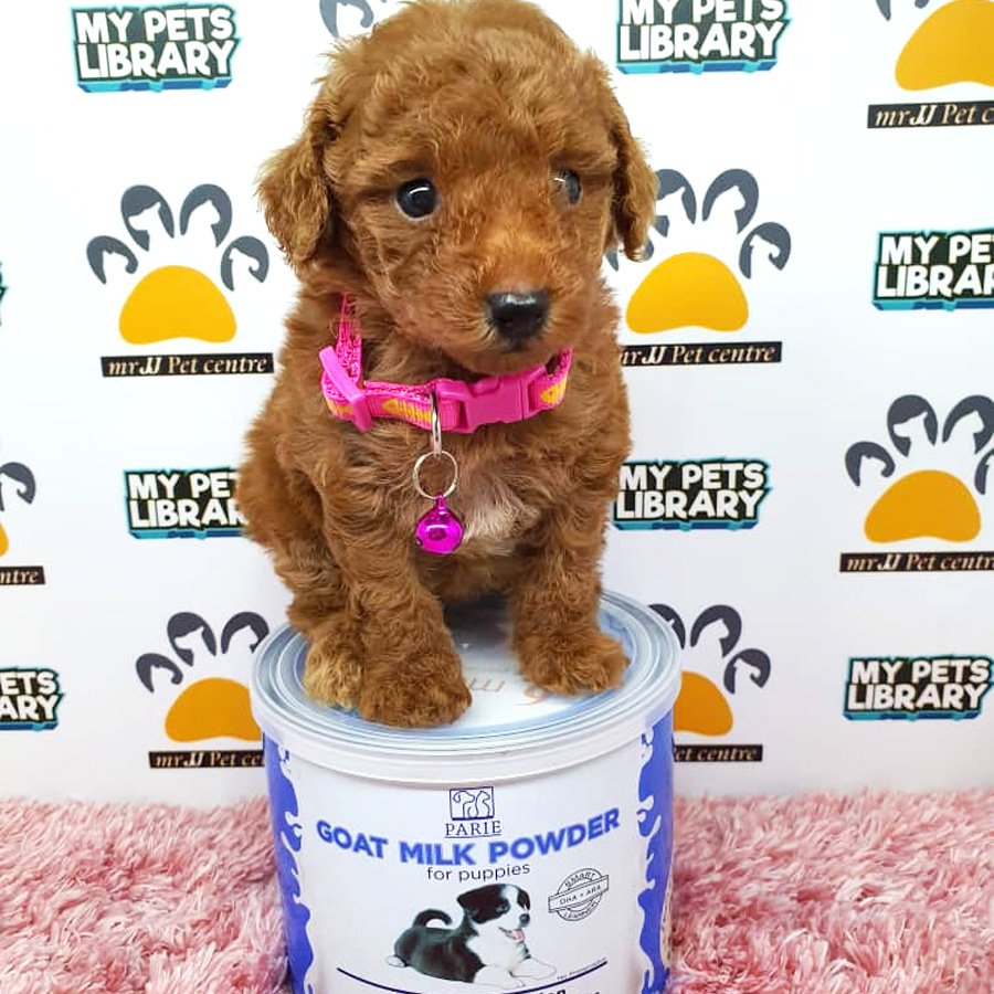 Toy Poodle Puppy For Sale (Female)