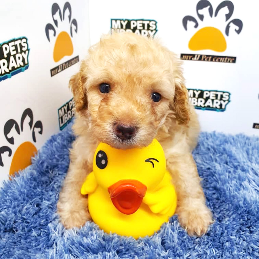 Toy Poodle Puppy For Sale (Male)
