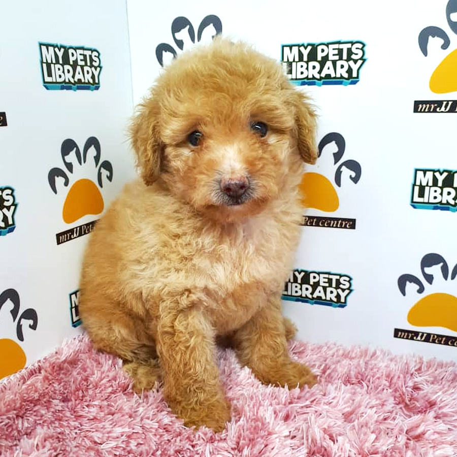Toy Poodle Puppy For Sale (Female)
