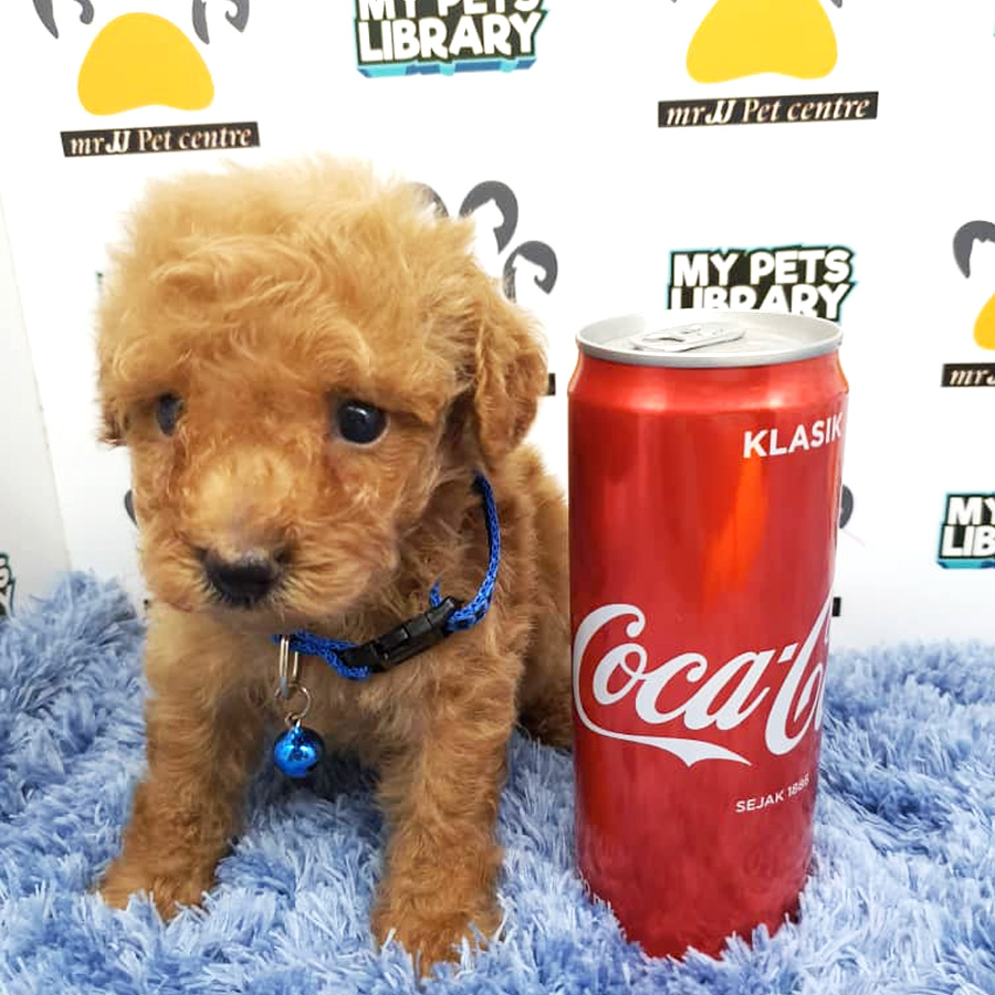 Toy Poodle Puppy For Sale (Male)