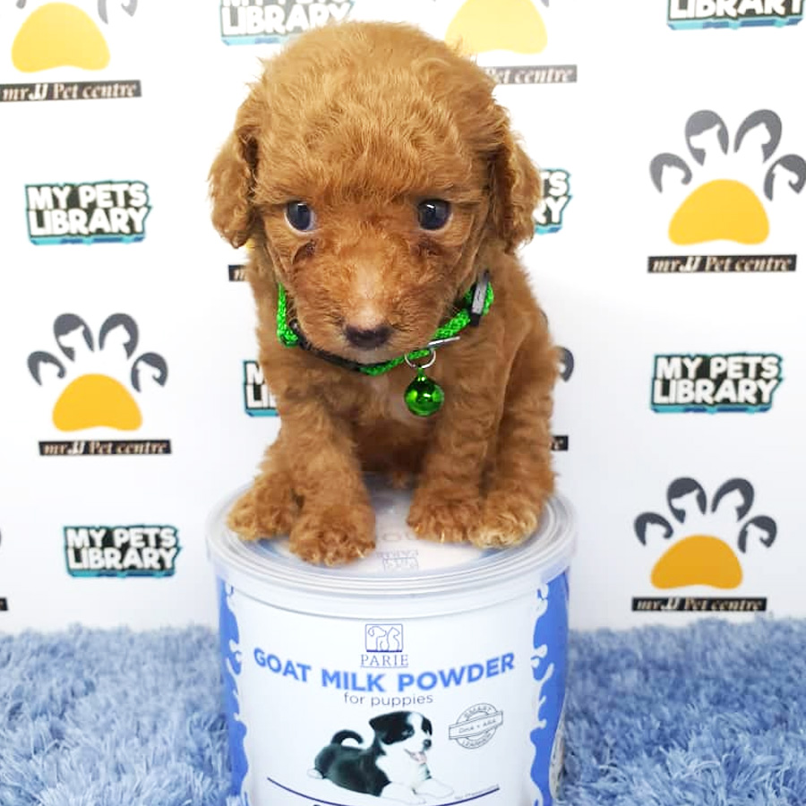 Toy Poodle Puppy For Sale (Male)