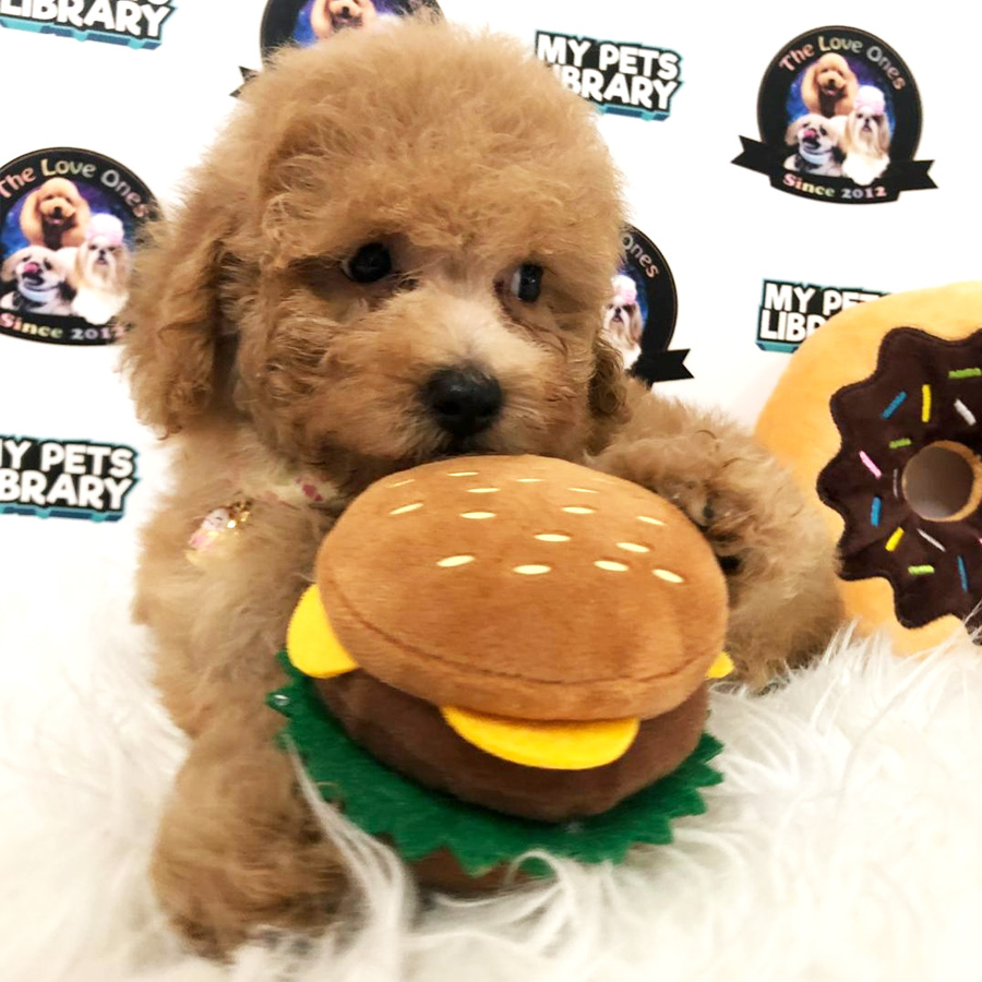 Toy Poodle Puppy For Sale (Male)