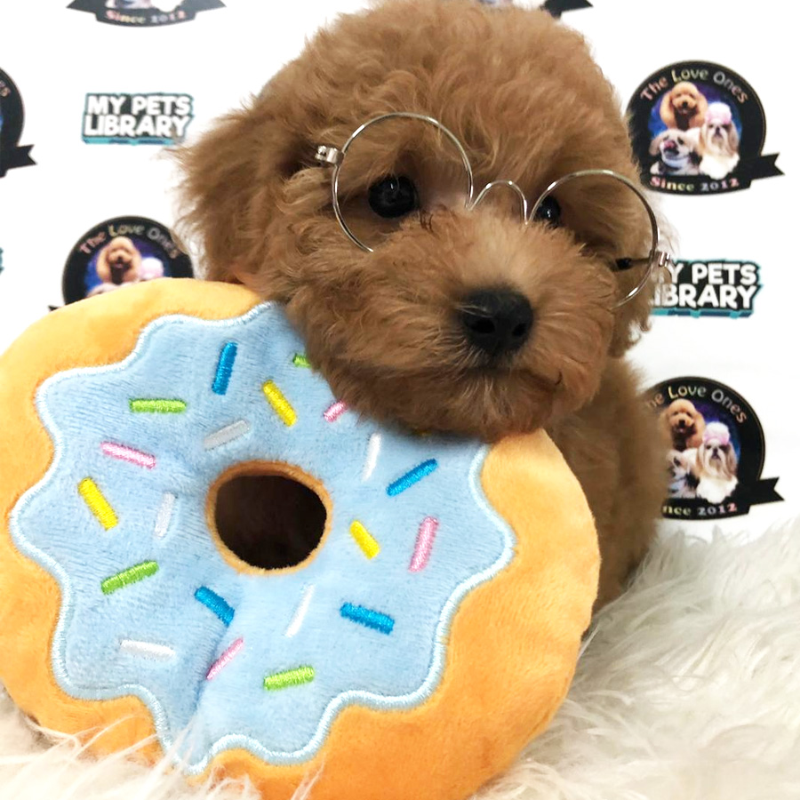 Toy Poodle Puppy For Sale (Male)