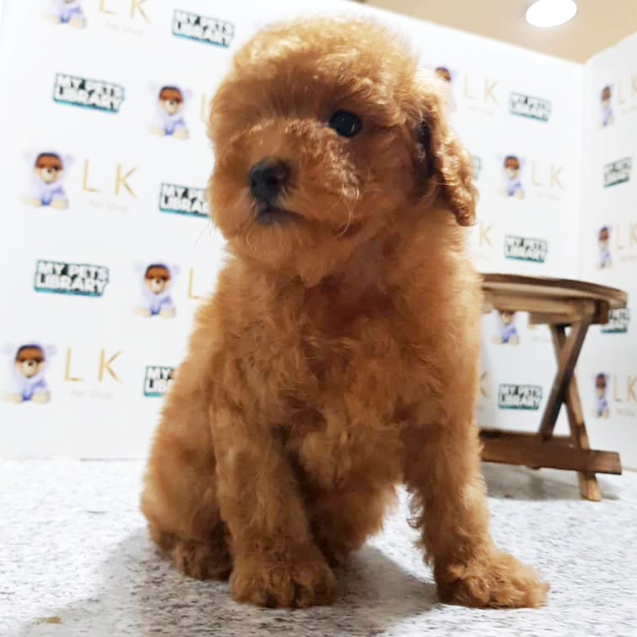 Toy Poodle Puppy For Sale (Male)
