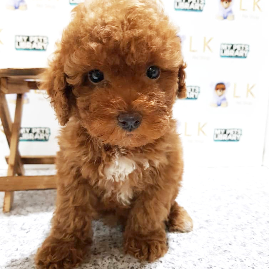 Toy Poodle Puppy For Sale (Female)