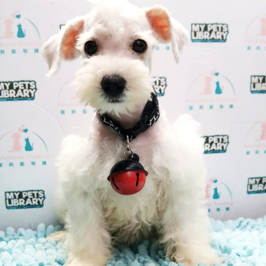 Miniature Schnauzer Puppy For Sale (Male)