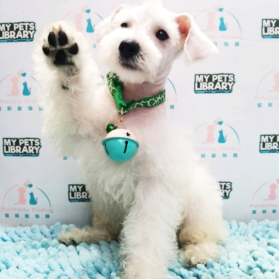 Miniature Schnauzer Puppy For Sale
